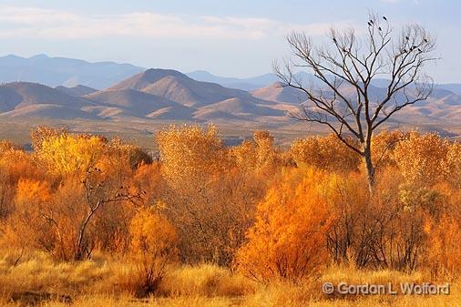 Bosque del Apache_73108.jpg - Photographed in the Bosque del Apache National Wildlife Refuge near San Antonio, New Mexico USA. 